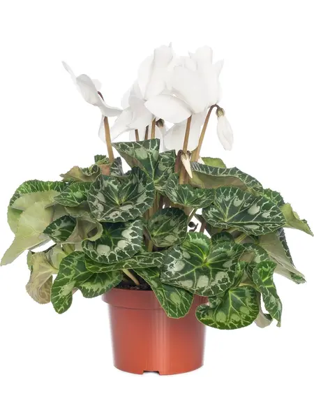 White Alpine Violet – Cyclaam