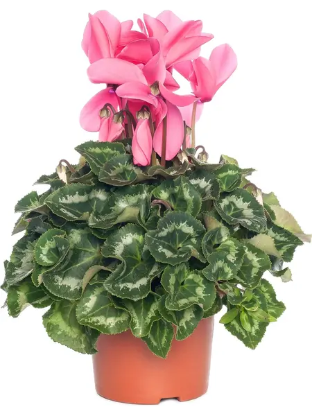 Violette des Alpes Rose – Cyclaam