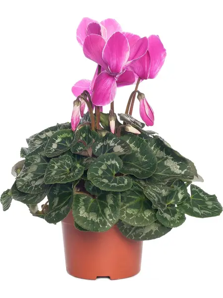Fuchsia Alpine Violet – Cyclaam