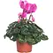  Alpenviool Fuchsia – Cyclaam