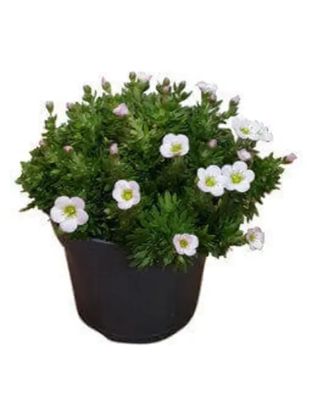 White Rockfoils – Saxifraga