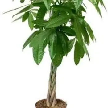 Arbre à argent – Pachira