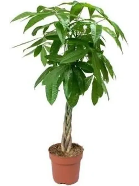 Arbre à argent – Pachira