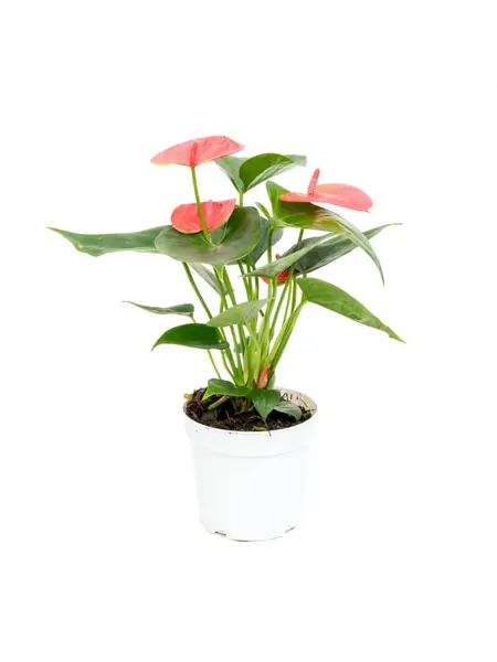 Flamingoplant Roos – Anthurium