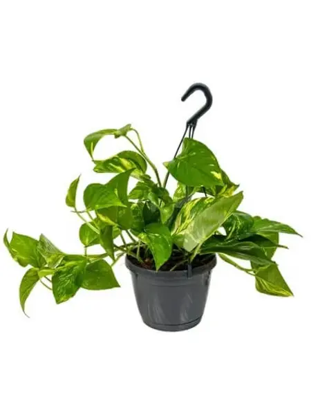 Pothos Doré – Epipremnum Aureum