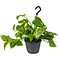  Drakenklimop – Epipremnum Aureum