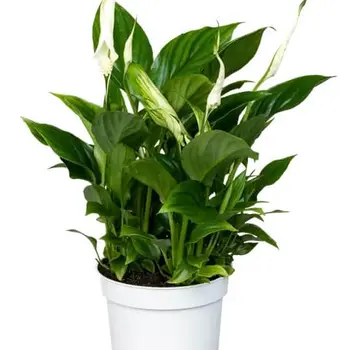 Peace Lily – Spathiphyllum