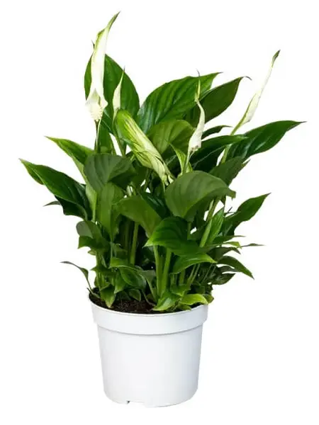 Lys de Paix – Spathiphyllum