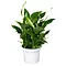  Lepelplant – Spathiphyllum
