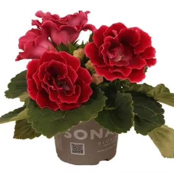 Gloxinia Rood – Sinningia speciosa