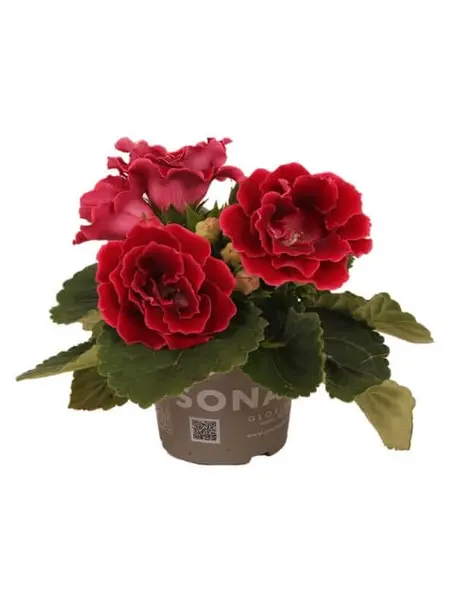 Red Gloxinia – Sinningia speciosa