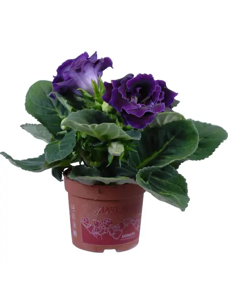 Purple Gloxinia – Sinningia speciosa