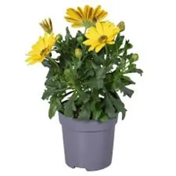 Spaanse Margriet Geel – Osteospermum