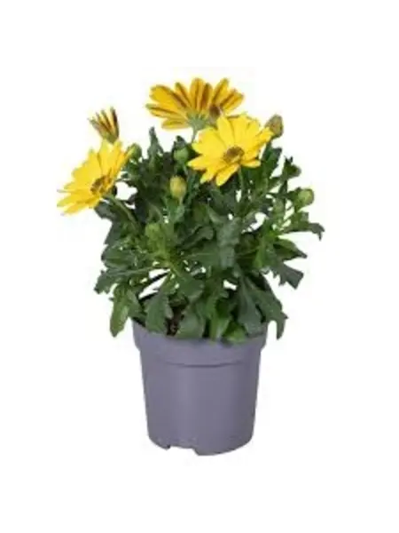 Yellow African Daisy – Osteospermum