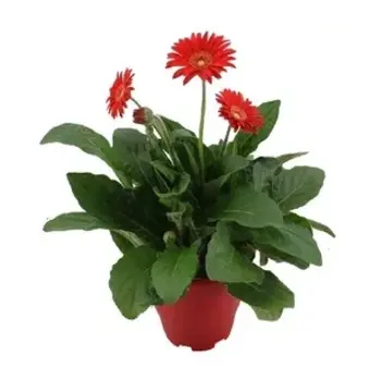 Gerbera garvinea Rouge