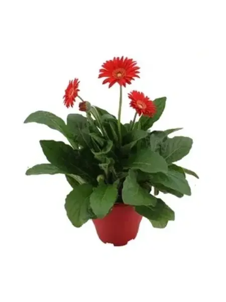 Gerbera garvinea Red