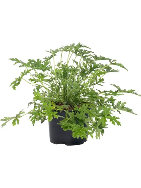 Sweet-scented geranium – Pelargonium graveolens