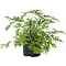  Sweet-scented geranium – Pelargonium graveolens