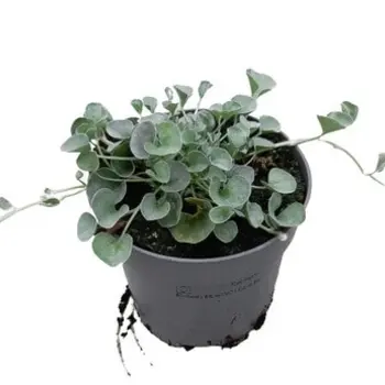 Dichondra argentea 'Silver Falls'