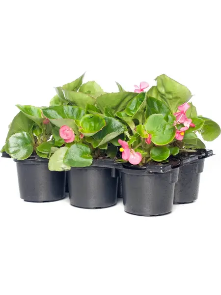 Begonia Small – Begonia semperflorens