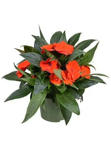 Impatiente Rouge – Impatiens 'New Guinea'