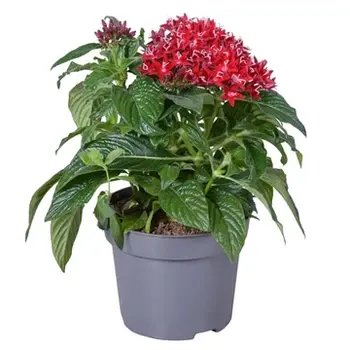 Firenze Bloemenatelier – Handgemaakte Boeketten, Bloemstukken & Planten Pentas lanceolata Rood