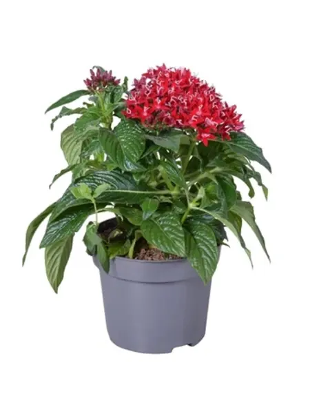 Pentas lanceolata Rouge