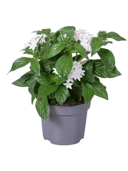 Pentas lanceolata Wit