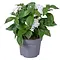  Pentas lanceolata White
