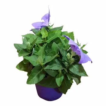Chinese bellflower Bleu – Platycodon grandiflorus
