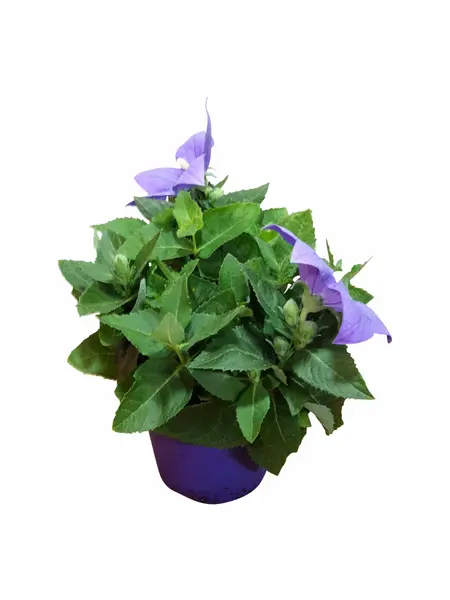 Chinese bellflower Bleu – Platycodon grandiflorus