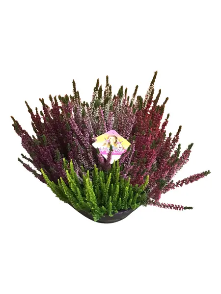 Heather – Calluna 'High Five'