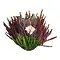 Heide  – Calluna 'High Five'