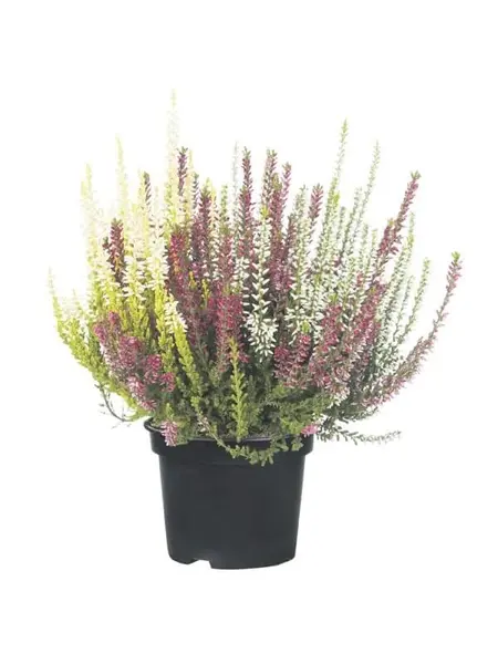 Bruyères – Calluna 'Deux Mix'