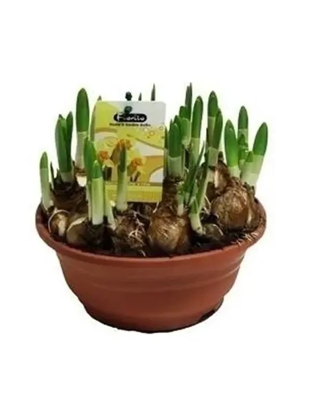 Paasbloem schaal – Narcissus