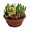  Paasbloem schaal – Narcissus