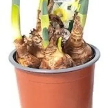 Firenze Bloemenatelier – Handgemaakte Boeketten, Bloemstukken & Planten Jonquille Blanc – Narcissus 'Bridal Crown'