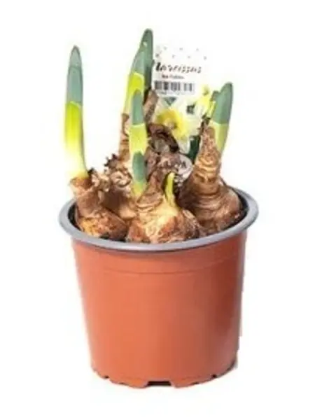 Paasbloemen Wit – Narcissus 'Bridal Crown'