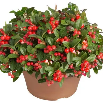 Firenze Bloemenatelier – Handgemaakte Boeketten, Bloemstukken & Planten Gaulthérie Pot – Gaultheria