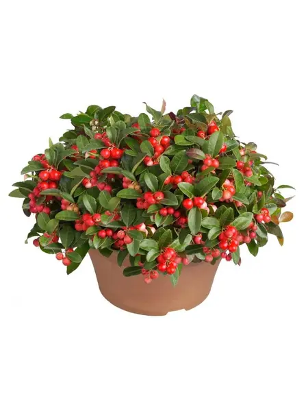 Bergthee schaal – Gaultheria