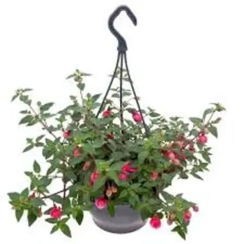 Firenze Bloemenatelier – Handgemaakte Boeketten, Bloemstukken & Planten Bellenplant hangpot  – Fuchsia