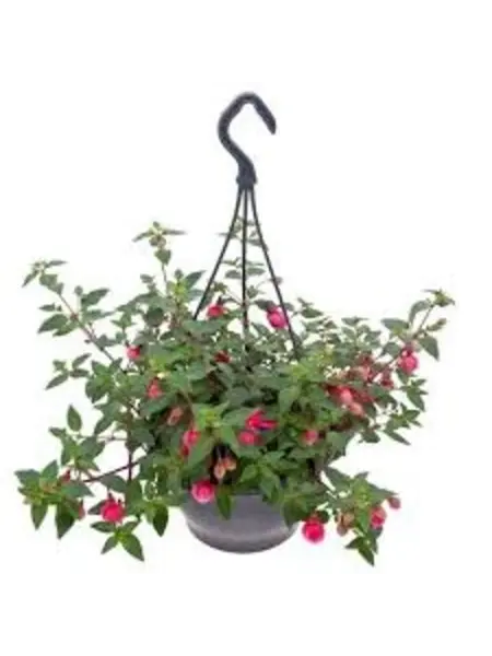 Bellenplant hangpot  – Fuchsia