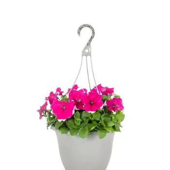 Petunia Hanging Plant