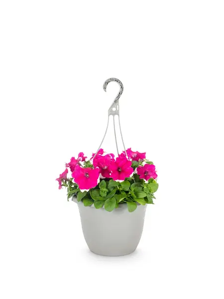 Petunia Hanging Plant