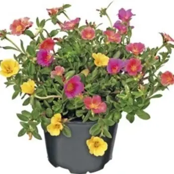 Portulaca