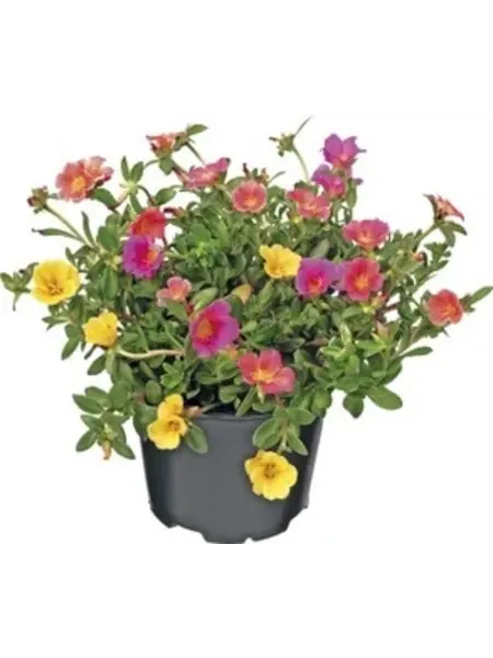 Portulaca