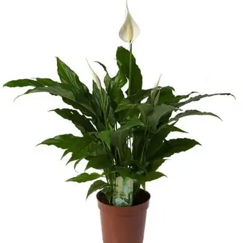 Lys de la paix – Spathiphyllum