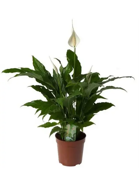 Lepelplant – Spathiphyllum