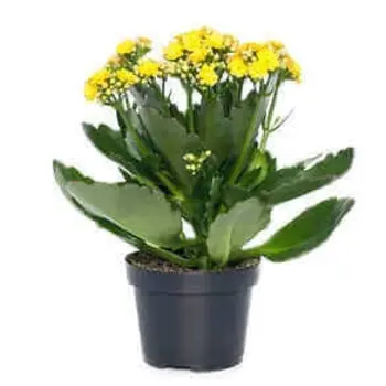 Firenze Bloemenatelier – Handgemaakte Boeketten, Bloemstukken & Planten Kalanchoé Jaune