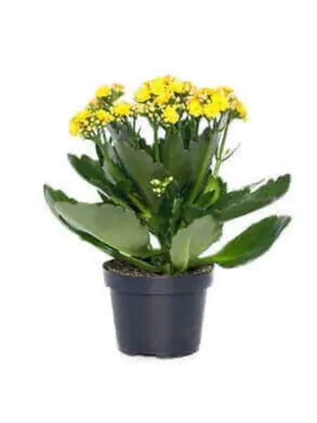 Yellow Kalanchoe